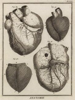 Анатомия. Строение сердца по М. Сенаку. (Ивердонская энциклопедия. Том I. Швейцария, 1775 год)