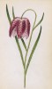 Рябчик шахматный (Fritillaria Meleagris (лат.)) (лист 388 известной работы Йозефа Карла Вебера "Растения Альп", изданной в Мюнхене в 1872 году)