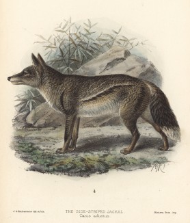 Шакал полосатый (лист XIII иллюстраций к известной работе Джорджа Миварта "Семейство волчьих". Лондон. 1890 год)