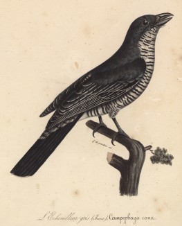 Серый личинкоед (Campephaga cana (лат.)) (лист из альбома литографий "Галерея птиц... королевского сада", изданного в Париже в 1822 году)