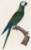 Ара краснобрюхий (лист 7 иллюстраций к первому тому Histoire naturelle des perroquets Франсуа Левальяна. Изображения попугаев из этой работы считаются одними из красивейших в истории. Париж. 1801 год)