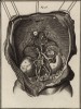 Анатомия. Строение почек по Галлеру. (Ивердонская энциклопедия. Том I. Швейцария, 1775 год)