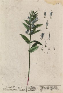 Шлемник (Scutellaria (лат.)) (лист 516 "Гербария" Элизабет Блеквелл, изданного в Нюрнберге в 1760 году)