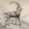 Козерог, или альпийский горный козёл (Capra ibex (лат.)) (лист 7 тома X "Библиотеки натуралиста" Вильяма Жардина, изданного в Эдинбурге в 1843 году)