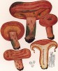 Рыжик настоящий, Lactarius deliciosus Linn. (лат.). Хороший съедобный гриб. Дж.Бресадола, Funghi mangerecci e velenosi, т.I, л.99. Тренто, 1933
