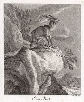 Горный козел или тур. Гравюра Иоганна Элиаса Ридингера из Entwurff Einiger Thiere ..., Аугсбург, 1740. 