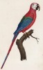 Красный ара, или араканга (лист 1 иллюстраций к первому тому Histoire naturelle des perroquets Франсуа Левальяна. Изображения попугаев из этой работы считаются одними из красивейших в истории. Париж. 1801 год)