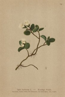 Ива травянистая (Salix herbacea (лат.)), да ещё и в цвету (из Atlas der Alpenflora. Дрезден. 1897 год. Том I. Лист 76)