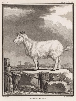Иудин козёл (лист XVI иллюстраций к пятому тому знаменитой "Естественной истории" графа де Бюффона, изданному в Париже в 1755 году)