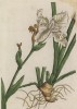 Фиалковый корень -- корневище некоторых видов ириса, особенно Iris florentina (лат.) (лист 414 "Гербария" Элизабет Блеквелл, изданного в Нюрнберге в 1760 году)