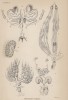 Половые органы у насекомых (Generative organs (англ.)) (лист 5 XXXIV тома "Библиотеки натуралиста" Вильяма Жардина, изданного в Эдинбурге в 1843 году)