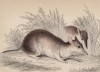 Длинноносый бандикут (Perameles nasuta (лат.)) (лист 13 тома VIII "Библиотеки натуралиста" Вильяма Жардина, изданного в Эдинбурге в 1841 году)