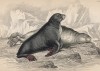 Морские котики (Otaria ursina (лат.)) (лист 22 тома VI "Библиотеки натуралиста" Вильяма Жардина, изданного в Эдинбурге в 1843 году)