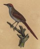 Крапивник розовоголовый (лист из альбома литографий "Галерея птиц... королевского сада", изданного в Париже в 1825 году)