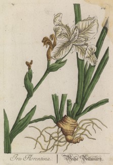 Фиалковый корень -- корневище некоторых видов ириса, особенно Iris florentina (лат.) (лист 414 "Гербария" Элизабет Блеквелл, изданного в Нюрнберге в 1760 году)
