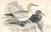 Морская птица олуша (Sula bassana (лат.)) (лист 21 тома XXVII "Библиотеки натуралиста" Вильяма Жардина, изданного в Эдинбурге в 1843 году)