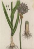 Лук-порей (Allium porrum (лат.)) — двулетнее растение семейства луковые, зелёная овощная культура (лист 421 "Гербария" Элизабет Блеквелл, изданного в Нюрнберге в 1760 году)