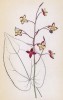 Горянка альпийская, или цветок эльфов (Epimedium alpinum (лат.)) (лист 38 известной работы Йозефа Карла Вебера "Растения Альп", изданной в Мюнхене в 1872 году)