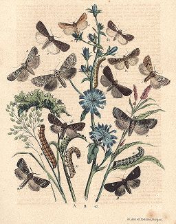 Бабочки-совки. "Книга бабочек" Фридриха Берге, Штутгарт, 1870. 