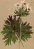 Ветреница нарциссоцветковая (Anemone narcissiflora (лат.)) (из Atlas der Alpenflora. Дрезден. 1897 год. Том II. Лист 123)