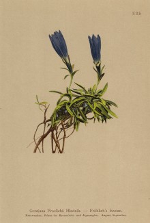 Горечавка Фроелиха (Gentiana Froelichii (лат.)) (из Atlas der Alpenflora. Дрезден. 1897 год. Том IV. Лист 335)