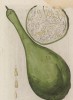 Тыквина (плод тыквы) (Cucurbita (лат.)) (лист 522b "Гербария" Элизабет Блеквелл, изданного в Нюрнберге в 1760 году)
