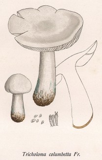 Рядовка голубиная, или голубок, Tricholoma columbetta Fr. (лат.), хороший съедобный гриб. Дж.Бресадола, Funghi mangerecci e velenosi, т.I, л.32. Тренто, 1933