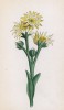 Молодило Брауна (Sempervivum Braunii (лат.)) (лист 158 известной работы Йозефа Карла Вебера "Растения Альп", изданной в Мюнхене в 1872 году)