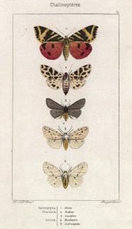Бабочки Callimorpha Hera (1), рода Chelonia: Pudica (2) и Luctifera (3), а также рода Arctica: Menthastri (4) и Lubricipeda (5) (лат.) (лист 59)