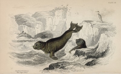Морской котик Otaria pusilla (лат.) (лист 20 тома VI "Библиотеки натуралиста" Вильяма Жардина, изданного в Эдинбурге в 1843 году)