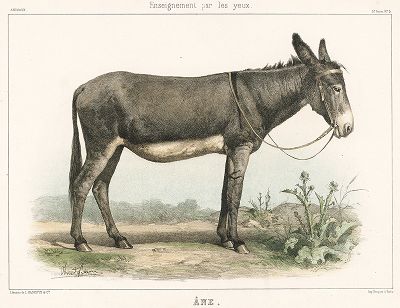 Осел. Литография из издания "Enseignement par les yeux. Animaux.", Париж, 1876 год. 