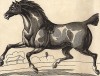 Гунтер - верховая лошадь, предназначенная для охоты с собаками. Английская гравюра конца XIX века