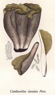 Лисичка, или нейрофиллум булавовидный, Cantharellus clavatus Pers. (лат.). Также известен как "свиное ухо", очень вкусный гриб. Дж.Бресадола, Funghi mangerecci e velenosi, т.II, л.134. Тренто, 1933