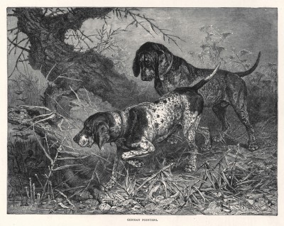Немецкие пойнтеры на охоте (из "Книги собак" Веро Шоу, изданной в Лондоне в 1881 году)