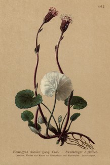 Подбельник двухцветный (Homogyne discolor (лат.)) (из Atlas der Alpenflora. Дрезден. 1897 год. Том V. Лист 462)