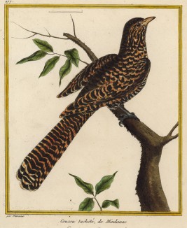 Пятнистая кукушка из Минданао (из Table des Planches Enluminées d'Histoire Naturelle de M. D'Aubenton (фр.). Утрехт. 1783 год (лист 277))