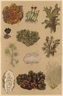 Кладония (Cladonia coccifera), ягель (Cladonia rangiferina), лишай (Usnea barbata), исландский мох (Cetraria), пельтигера (Peltigera venosa), стиктина (Stictina silvatica), стикта (Sticta pulmonaria), стенница (Xanthoria), пармелия (Parmelia caperata)