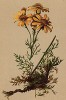 Крестовник полыннолистный (Senecio abrotanifolius (лат.)) (из Atlas der Alpenflora. Дрезден. 1897 год. Том V. Лист 467)