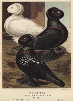 Голуби-трубачи, или русские новые: белый, чёрный пятнистый и чёрный (из знаменитой "Книги голубей..." Роберта Фултона, изданной в Лондоне в 1874 году)