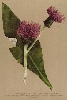 Бодяк разнолистный (Cirsium heterophyllum (лат.)) (из Atlas der Alpenflora. Дрезден. 1897 год. Том V. Лист 479)