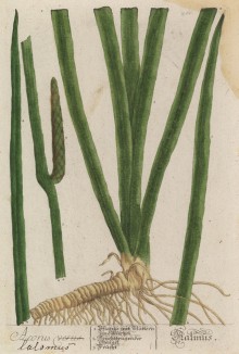 Корень ирный (аир болотный, или тростниковый (лат. Acorus calamus)) — вид водных и болотных трав -- пряно-ароматического растение -- заменитель лаврового листа, корицы и имбиря (лист 466 "Гербария" Э. Блеквелл, изданного в Нюрнберге в 1760 году)