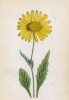 Дороникум (ароникум) Клуси (Aronicum Clusii (лат.)) (лист 226 известной работы Йозефа Карла Вебера "Растения Альп", изданной в Мюнхене в 1872 году) известной работы Йозефа Карла Вебера "Растения Альп", изданной в Мюнхене в 1872 году)