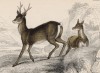 Королевский олень (Cervus Capreolus (лат.)) (лист 34 тома VII "Библиотеки натуралиста" Вильяма Жардина, изданного в Эдинбурге в 1838 году)