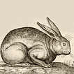 Зайцы и кролики