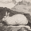 Зайцы и кролики