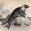 Вильям Жардин. Млекопитающие. Том VI. 1843 год